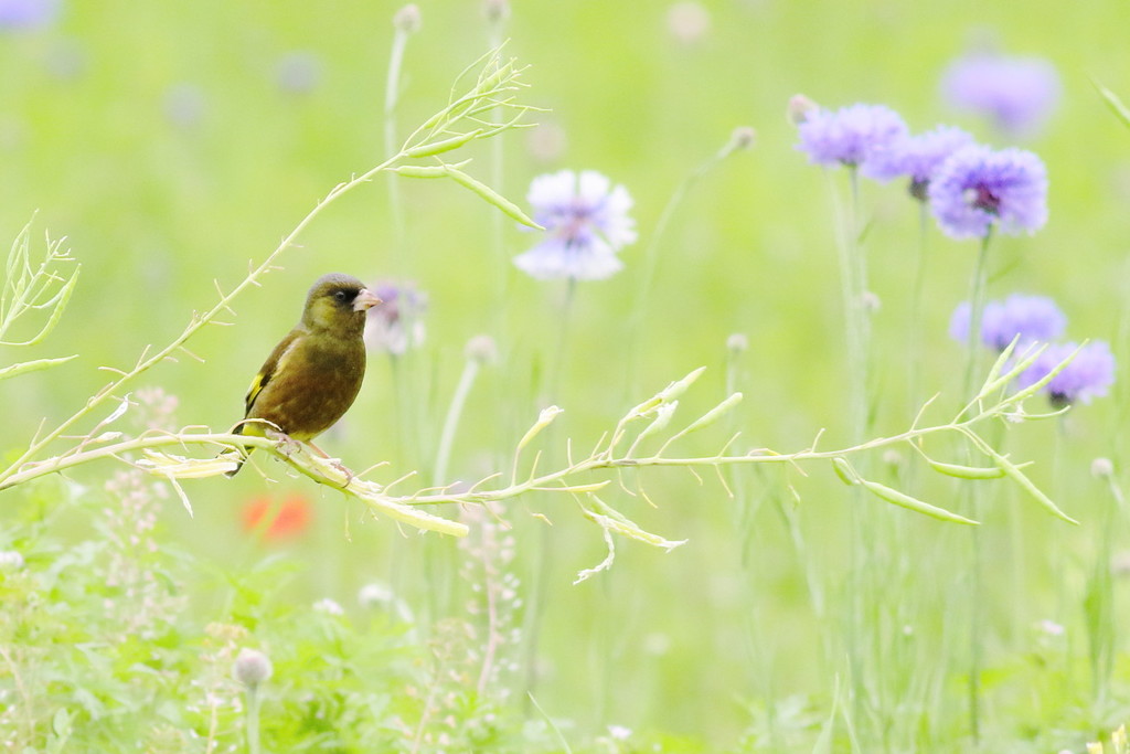 初夏の野に