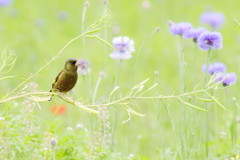 初夏の野に
