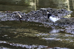 ルビコン川、渡るべきか 渡らざるべきか？