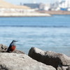 孤独でなければァァ♪夢はァァ追えない♬（蔵出し）