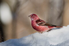 なごり雪