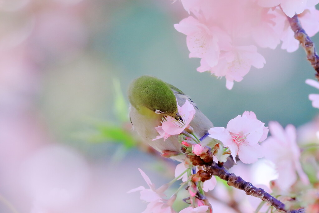 春にチュっ♡