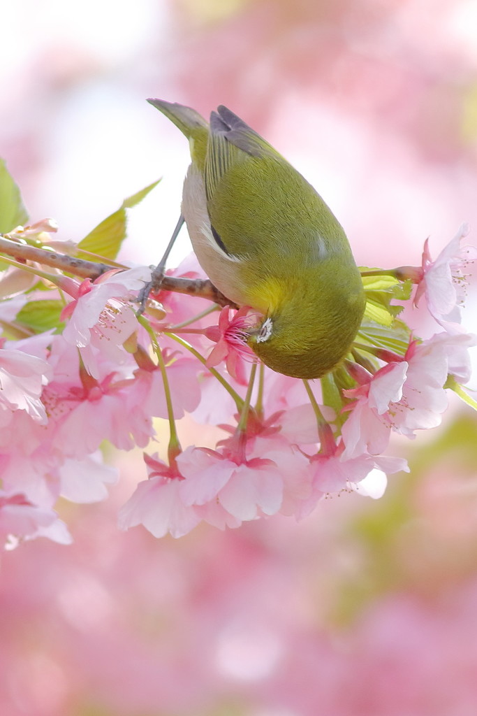 春にぶちゅ～♡