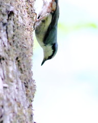 ゴジュウカラの逆落とし