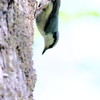 ゴジュウカラの逆落とし
