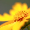 花燃ゆ