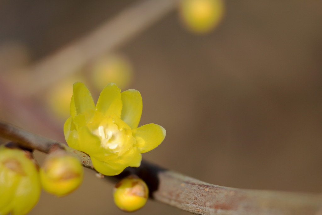 冬の花便り