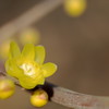 冬の花便り