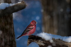 Nocturne on the snow