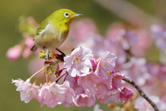 とある都市公園の桜守（サクラモリ）