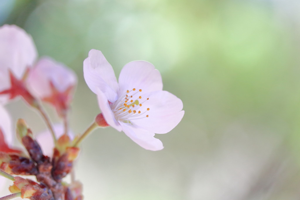 桜咲いた！ぱっと咲いた、花見だ!花見ぃ!!(=^～^)o∀ 酒持ってこーい