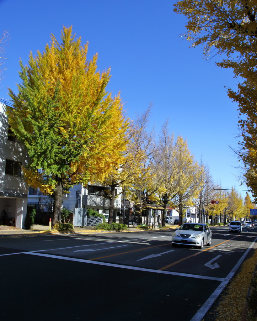 ぶらっと、武蔵野路・甲州街道