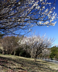 梅の花立ちよるばかりありしより 人のとがむる香にぞしみぬる