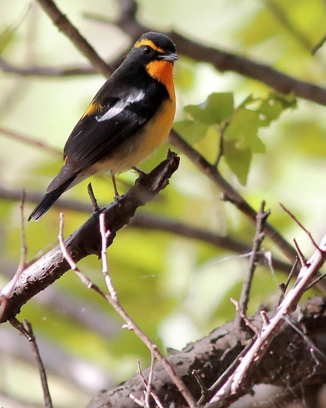 (｀･ω･´)ｷﾘ