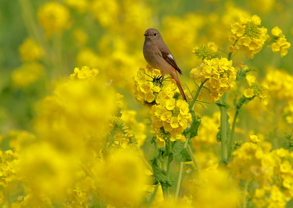 春に包まれて