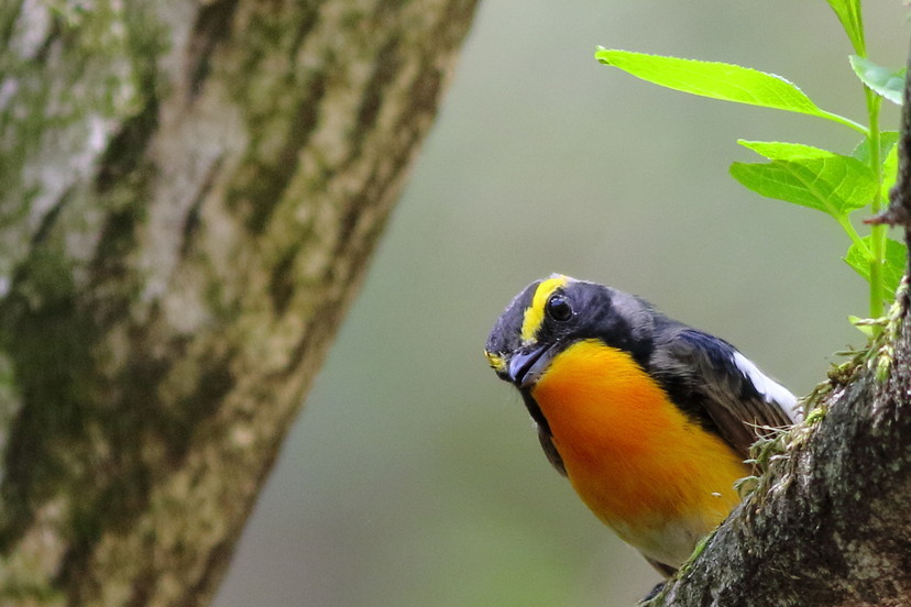 呼ばれて飛び出て...