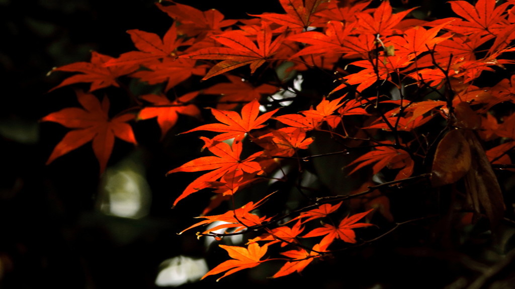 光る秋