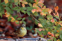 紅く色づくときめきを