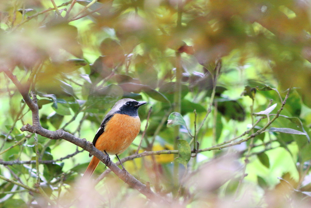 晩秋、めぐる季節の訪問者