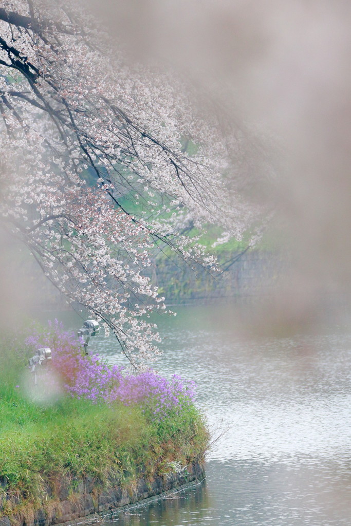 霞む日や花のお江戸の寝あく時（作：小林一茶）