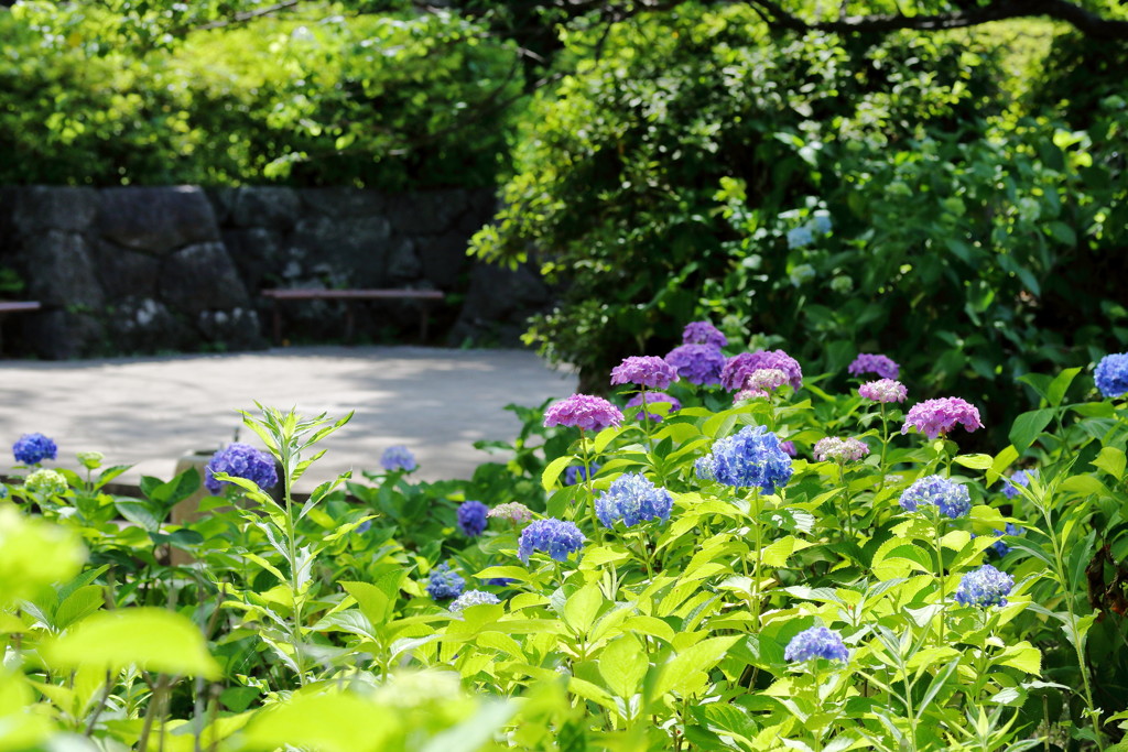 紫陽花の頃