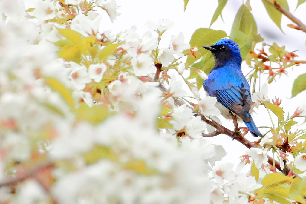 白春と幸福の青い鳥