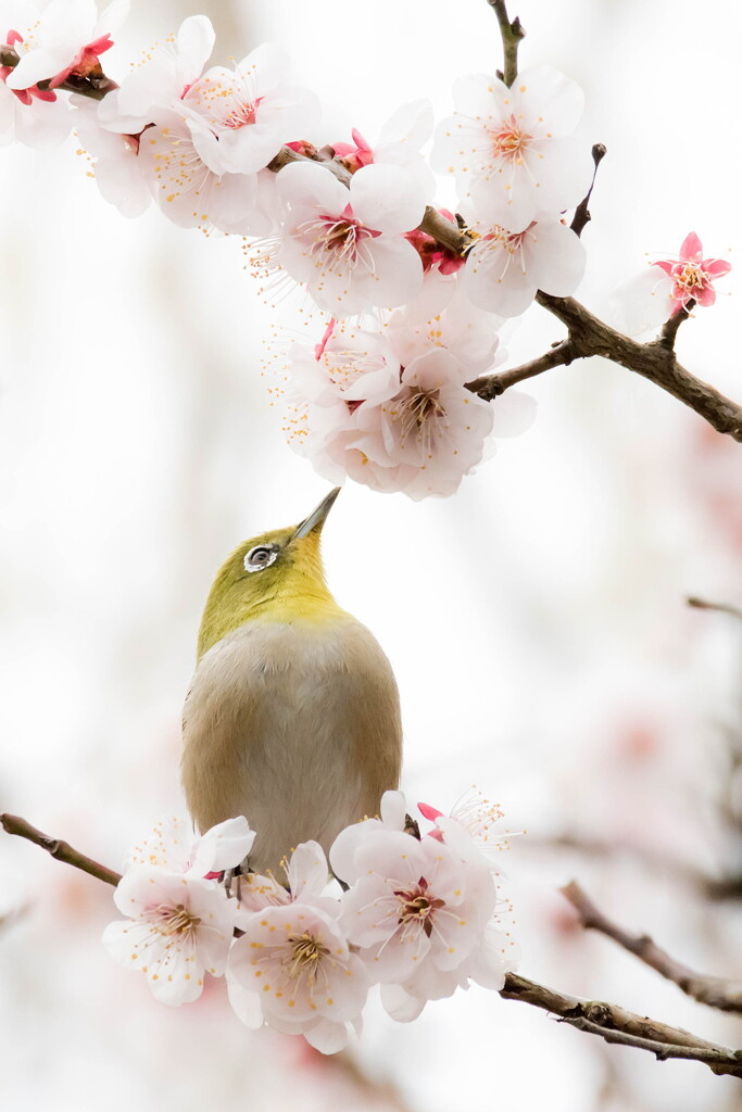 思春季（メジロ）