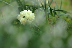 花嫁の落し物