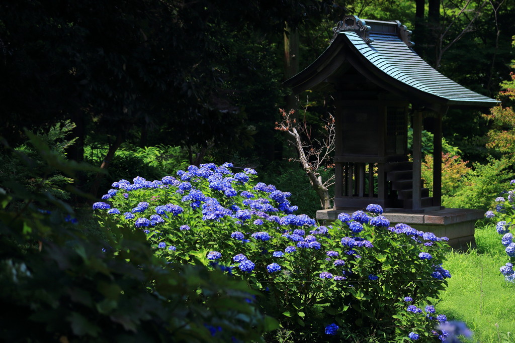 ぶらっと、本土寺・お庭拝見