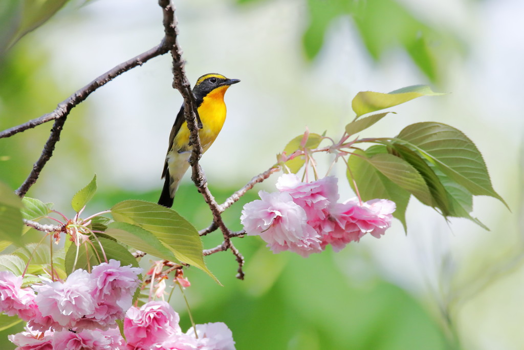 ゆく春を鞍馬の花に遊びけり（作：大場白水郎、散木集）