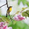 ゆく春を鞍馬の花に遊びけり（作：大場白水郎、散木集）