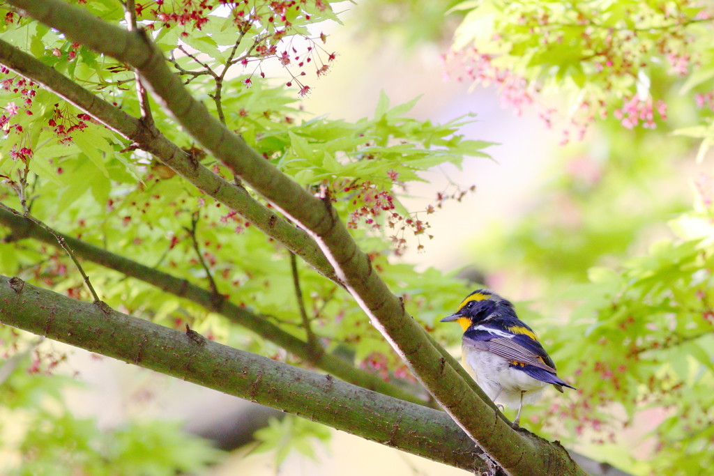 近所で見つけた小さな初夏（キビタキ編）