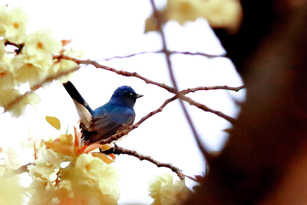 我が街に訪れた幸福の青い鳥（証拠写真）