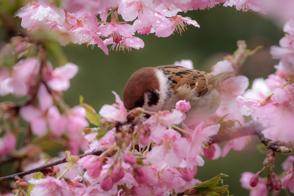 春にチュっ♡（スズメ）