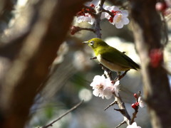 春を覗き見る