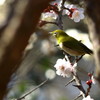 春を覗き見る