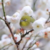 梅次郎の早春物語