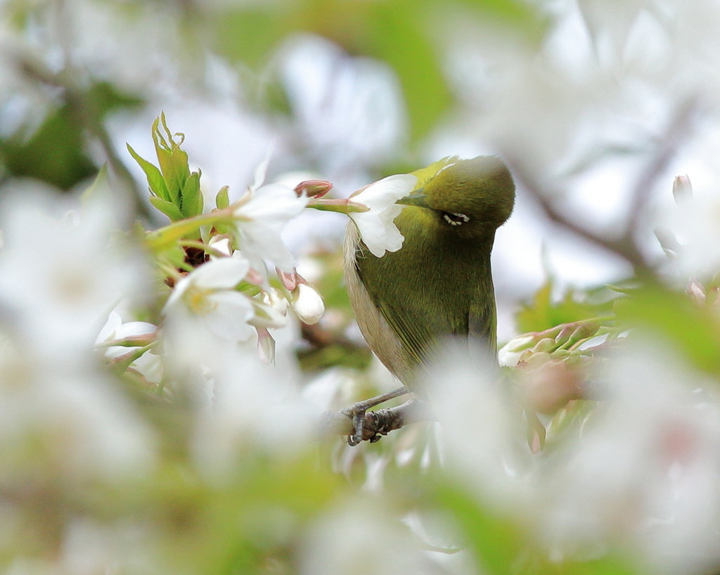 春にぶちゅー