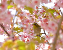 春に囲まれて