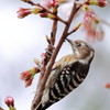 春眠暁を覚えず