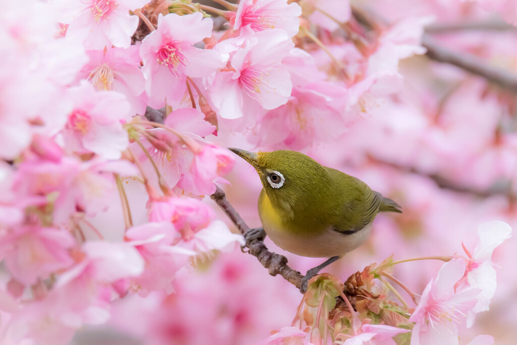 思春季（メジロ）