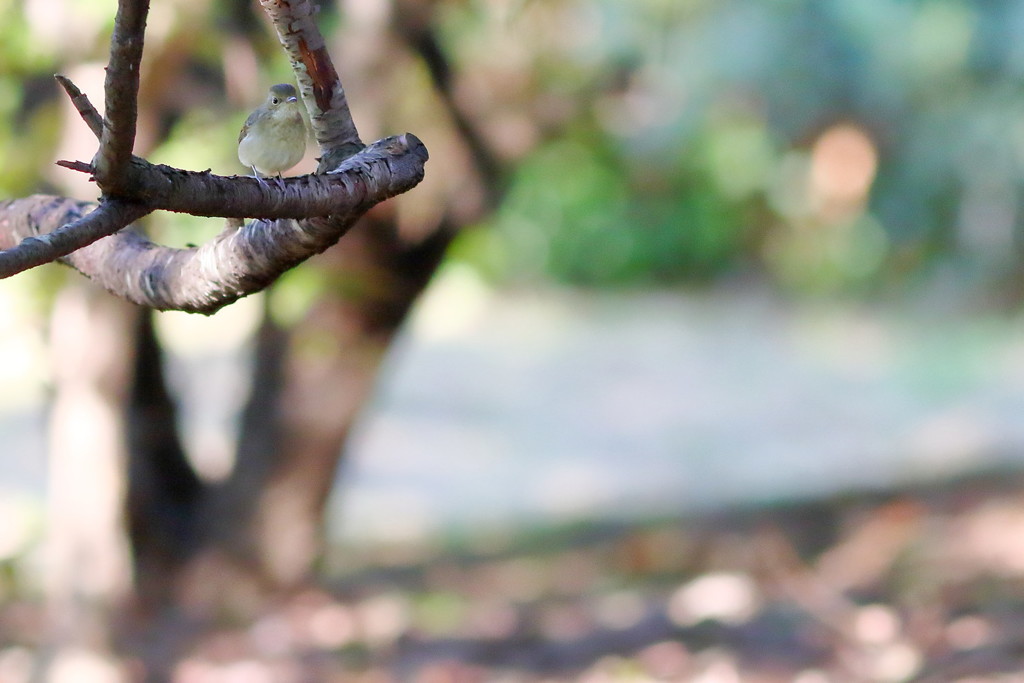 こんな小春日和の穏やかな日は...