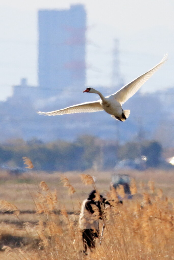 白鳥が飛んだ日