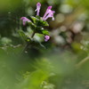 とある春の小さな森