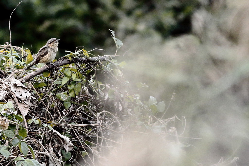 めぐる季節の中で（アリスイ編）