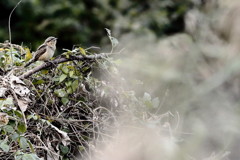 めぐる季節の中で（アリスイ編）