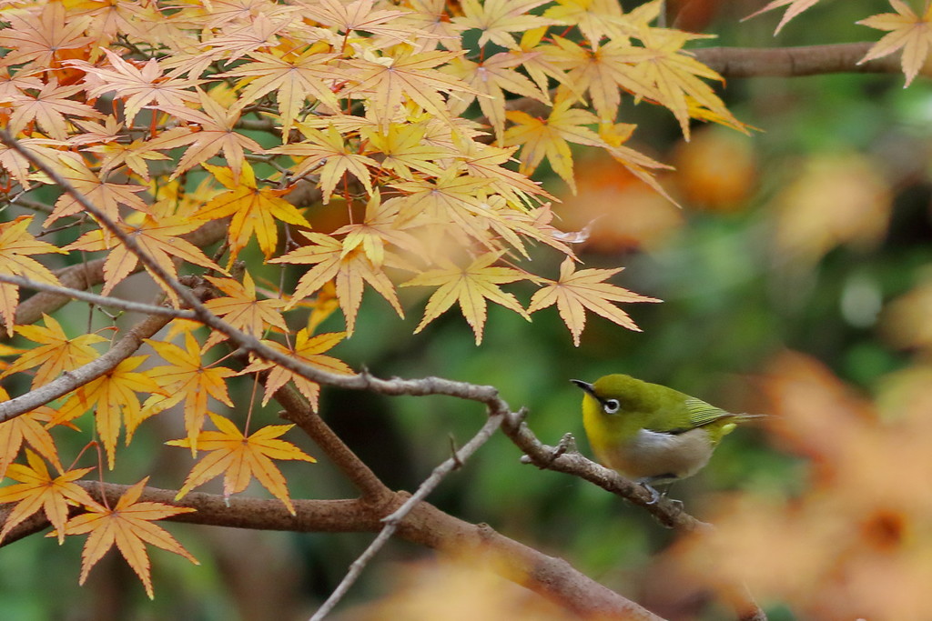 モミジ狩り...的な