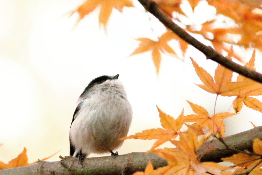 過ぎゆく秋を見送って