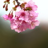 春の足音、ぱ~ぁと(^^)v