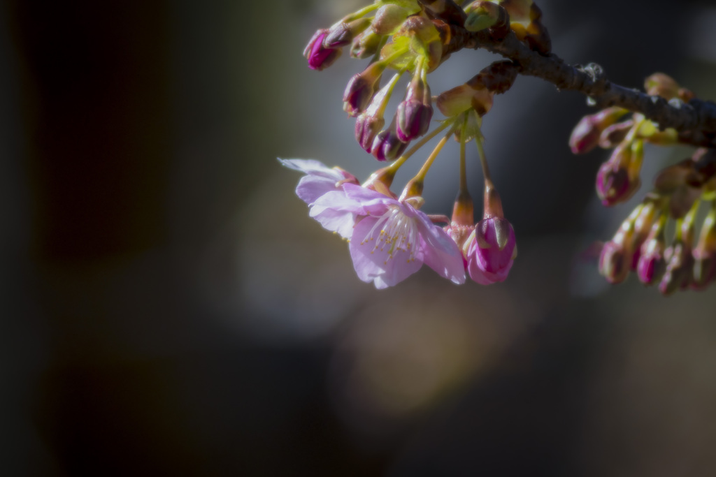 近所の撮り遊び ～ わが街の開花宣言 ～